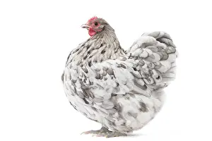 Orpington: Orpington Chicken Hen