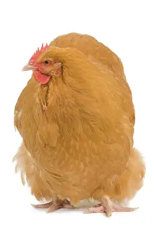 Orpington: Orpington Chicken - in studio