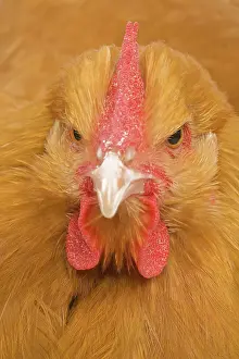 Orpington: Orpington Chicken - in studio