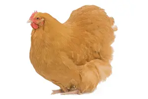 Orpington: Orpington Chicken - in studio