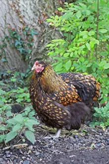 Orpington: Orpington Gold Laced - Domestic chicken breed