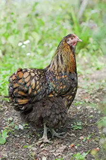 Orpington: Orpington Gold Laced - Domestic chicken breed