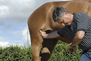 Exam: Orthopedic examination of a horse by a veterinarian France