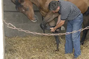 Stable: Orthopedic examination of a horse by a veterinarian France