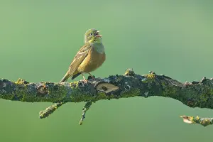 Ortolan: Ortolan Bunting