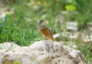 Ortolan: Ortolan Bunting - adult male