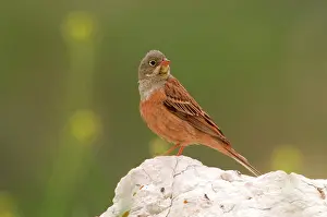 Ortolan: Ortolan Bunting - adult male, May