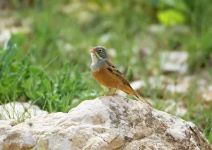 Ortolan: Ortolan Bunting - adult male singing on territory