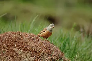 Ortolan: Ortolan Bunting - adult, May