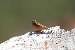 Ortolan: Ortolan Bunting - adult, May