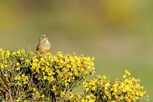 Ortolan: Ortolan Bunting (Emberiza hortulana) singing, Guadarrama