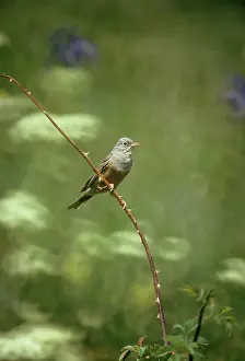 Ortolan: Ortolan Bunting - perched on thorny branchSSSS