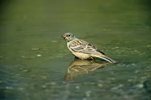 Nancy Jennings: Ortolan Bunting - standing in water