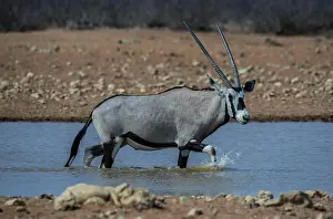 Oryx: Oryx antelope (Oryx gazella) in a waterhole, Etosha