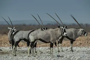 Oryx: Oryx antelopes (Oryx gazella), Etosha National Park