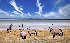 Oryx: Oryx, Etosha-Nationalpark, Namibia, Africa
