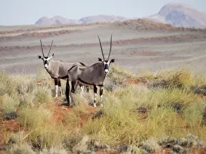 Wolwedans: Oryx Gazelle
