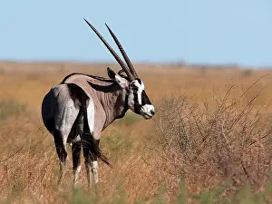 Pans: Oryx Gazelle