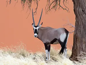 Gemsbuck: Oryx Gazelle