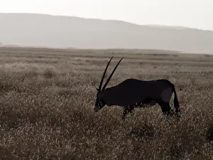 Gemsbuck: Oryx Gazelle