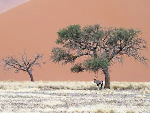 Gemsbuck: Oryx Gazelle
