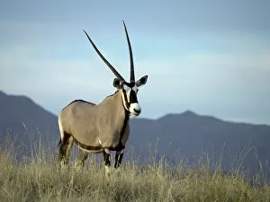 Wolwedans: Oryx Gazelle