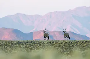 Gazella: Oryx Gazelle