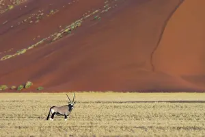 Gazella: Oryx Gazelle