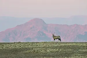 Gazella: Oryx Gazelle