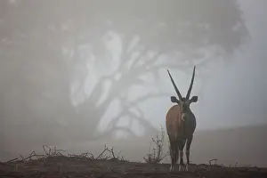 Gazella: Oryx Gazelle