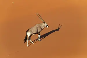 Shadows: Oryx gazelle or gemsbok (Oryx gazella), aerial view