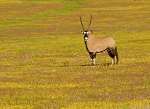 Gemsboks: Oryx / Gemsbok - amongst spring flowers