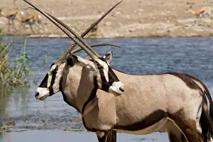 Gemsboks: Oryx / Gemsbok - at water-hole