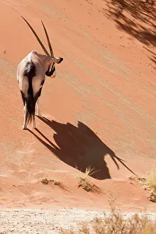Struthio: Oryx (Oryx gazella) standing on sand dune