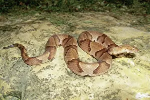 Slithering: Osage Copperhead