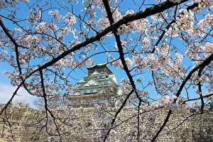 Viewing: Osaka Castle seen through the branches of flowering