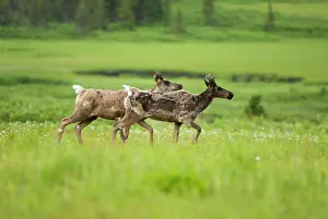 Headwaters: Osborne caribou, Rangifer tarandus, Sacred
