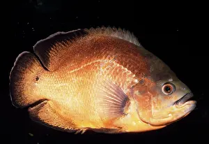 Cichlids: OSCAR CICHLID