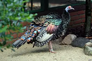 Ocellata: Oscellated Turkey - showing iridescent plumage