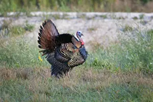 Stick: Osceola turkey, near Stick Marsh, Florida