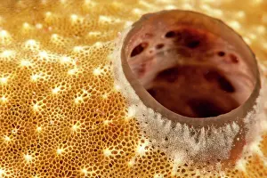 Sponges: Oscilum and aquifer system of a sponge, Queens