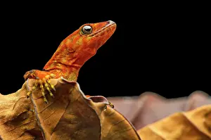 Geckos: O'Shaughnessy's gecko or collared gecko (Gonatodes