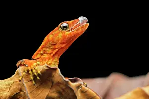 Geckos: O'Shaughnessy's gecko or collared gecko (Gonatodes