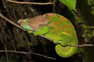 Plateau: O'Shaugnessy's chameleon (Calumma oshaughnessyi)