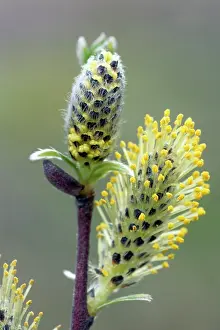 Osier: Osier Flower