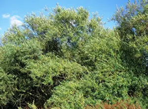 Osier: Osier - (Willow)