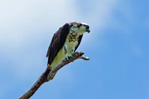 Corcovado: Osprey