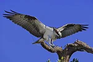 Meyers: Osprey