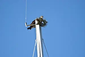 Mast: Osprey