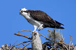 Pandion: Osprey